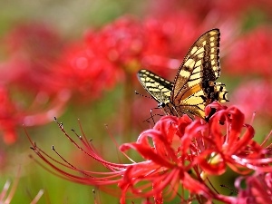 Red, Colourfull Flowers, butterfly