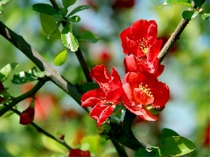 Red, quince, flower, Flowers, Bush
