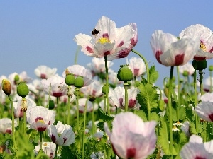 Flowers, red weed