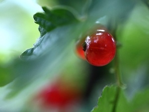 fruit, Red Currant