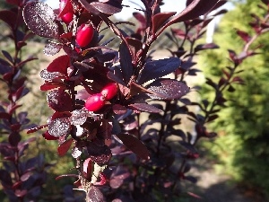 Red, barberry, claret, Fruits, Leaf