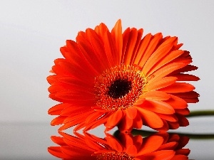 Gerbera, red hot