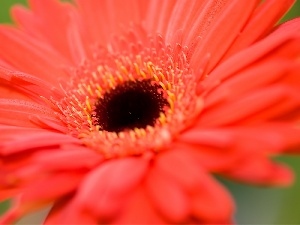 Gerbera, red hot