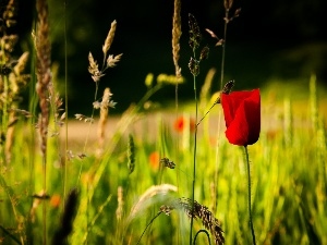 red weed, grass, Field