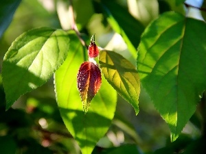 Red, Leaf, green ones