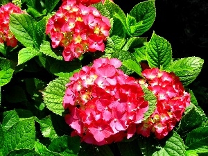 hydrangea, red hot