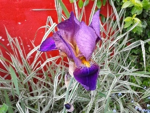 Red Wall, Yellow, iris, blue