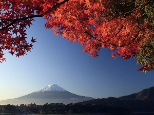 Red, Mount, Fuji, Japan, Leaf, mountains