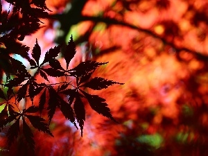 Red, Leaf, Maple Palm