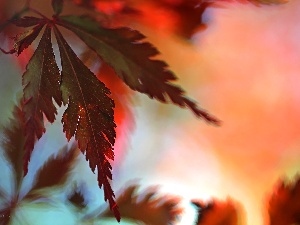 Red, Leaf, Maple Palm