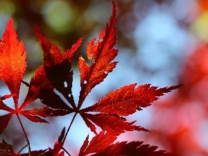 Red, Leaf, Maple Palm