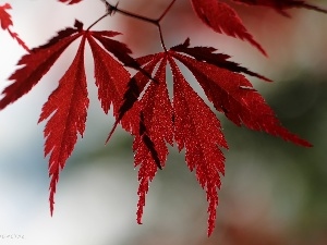 Red, Leaf, Maple Palm