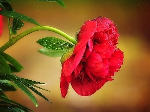 peony, red hot