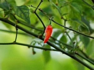 pepper, red hot