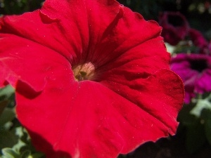 Petunia, red hot