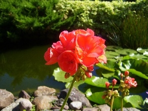 red hot, pond, geranium