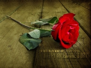 red hot, rose, Valentine