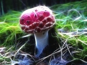 Red, toadstool