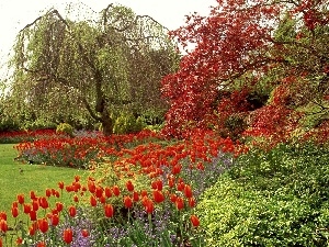 Red, Elizabeth, Park, Tulips, queen