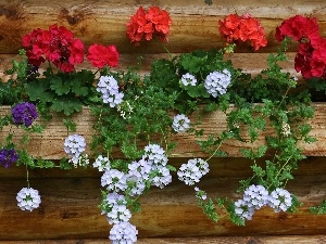 White, Red, geraniums