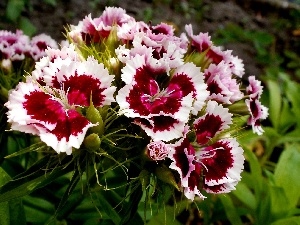 white, Red, pink