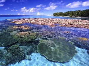 reef, sea