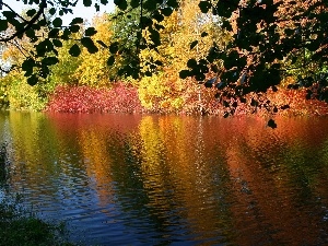 Bush, reflection, River