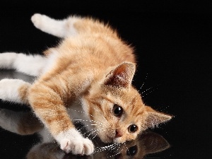 kitten, reflection, ginger