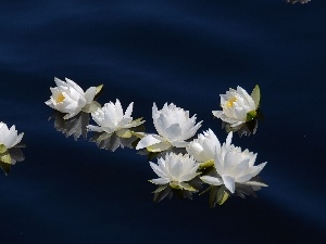 reflection, water, lilies, water