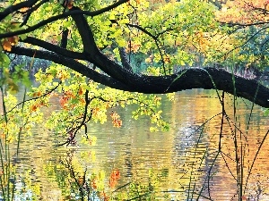 reflection, color, Leaf, oak, water, lake
