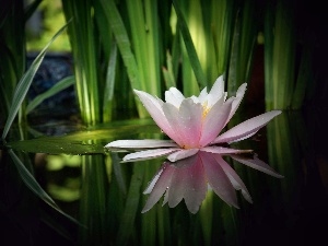 water, reflection, Lily