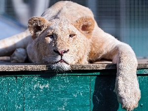 resting, Lion