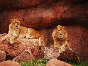 Lion, resting, Lioness