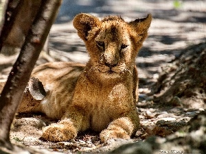 resting, lion