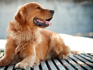 golden, retriever, breathless