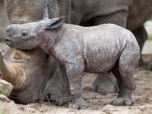 Rhinos