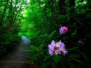 rhododendron, Flowers, forest, Path
