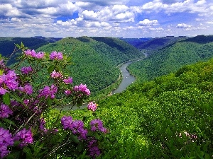 rhododendron, flower, Mountains, River