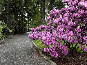rhododendron, Bush, Park, alley