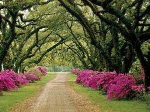 Rhododendrons, flourishing, Park, alley