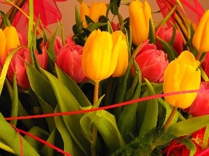 ribbon, Tulips