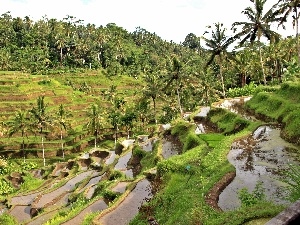 rice, field, Bali, indonesia