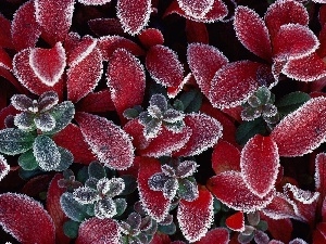 foliage, rime, Red