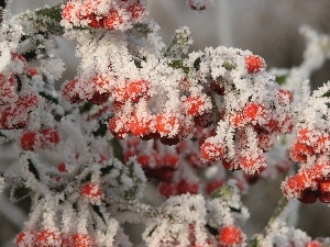 scarlet, rime, glimmer