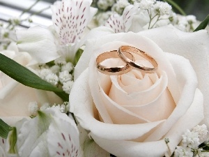rings, rose