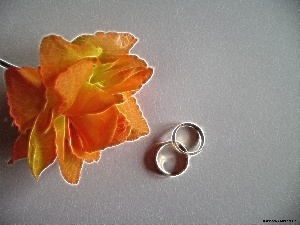 rose, rings, Orange