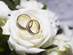 roses, rings, White