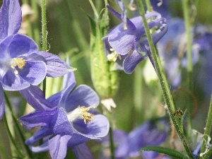 purple, ringtones, Flowers