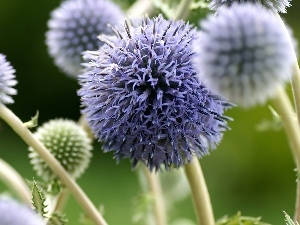 Echinops Ritro, Flowers