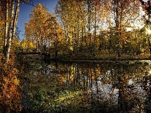 River, viewes, birch, autumn, bridge, trees